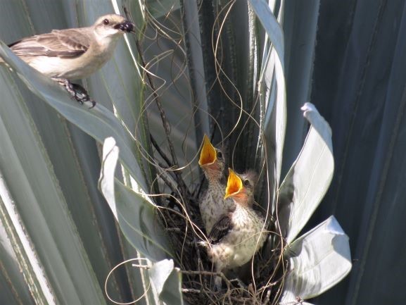 bay tree villa mocking bird nest