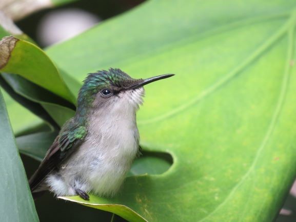bay tree villa humming bird