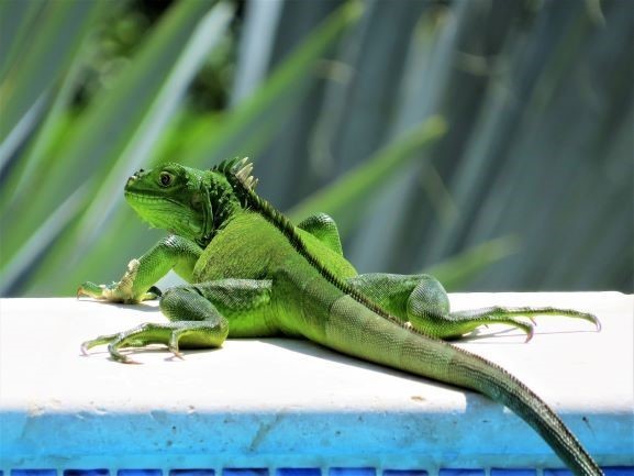 bay tree villa iguana