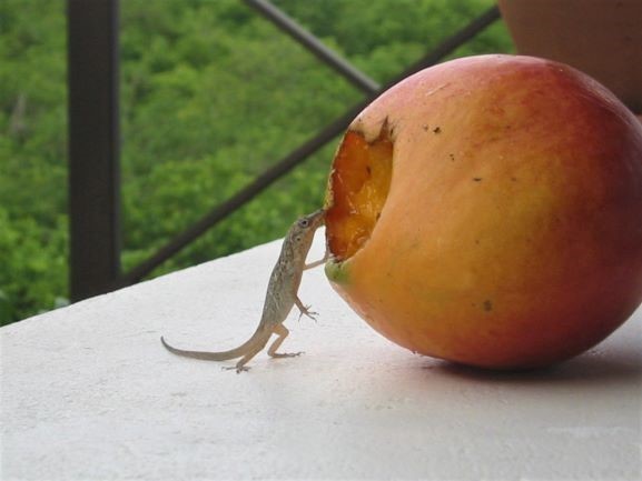 Bay Tree villa mango lizard