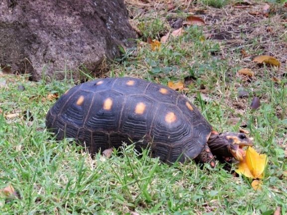 bay tree villa tortoise